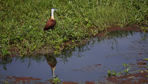 Jacana kendi yansımasıyla.