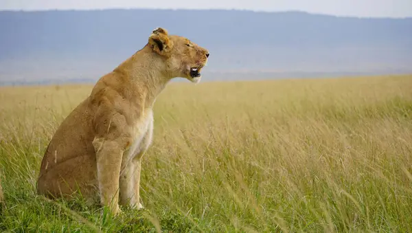 Düzlüklerde dişi aslan..