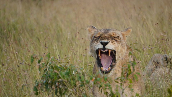 Lioness smiling showing canines