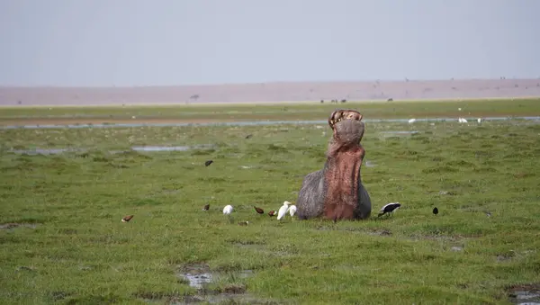 Yaşlı su aygırı kafasını yutmak için kaldırdı..
