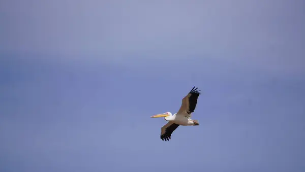 Arka planda mavi gökyüzü ile uçan pelikan