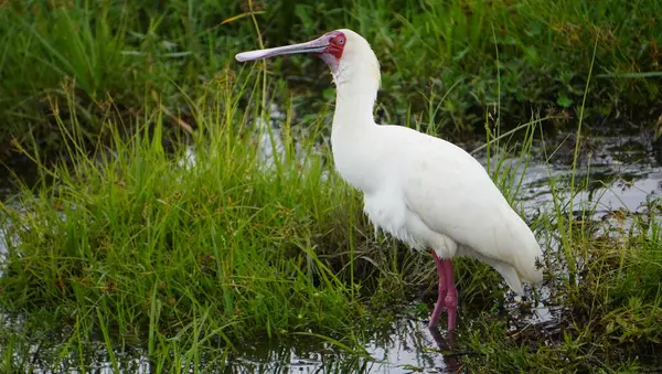 stock image spoonbill showing the filters in the beak
