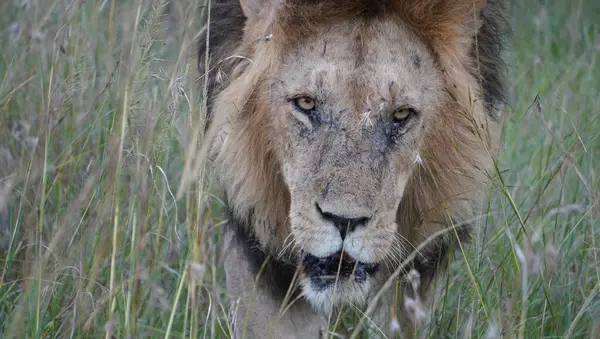 Çimlerdeki bir aslanın kafası.