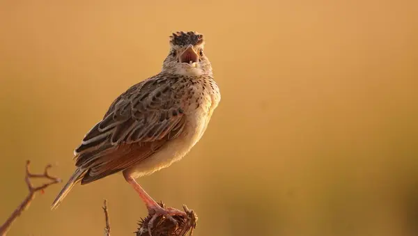 Tarla kuşu şarkı söylüyor yağmurda