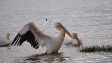 Bir pelikan havuzdan havalanmaya hazırlanıyor, kanatları hafifçe havada ve vücudu öne eğik. Bu dinamik an, Afrika 'nın en ikonik su kuşlarından birinde uçmanın beklenti ve gücünü yakalar..