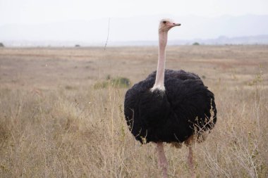 Vahşi bir devekuşu doğal ovasında duruyor, uzun gövdesi, uzun bacakları ve kendine özgü tüyleriyle. Yaşayan en büyük kuş olarak, devekuşu Afrika ekosistemlerinde önemli bir türdür..