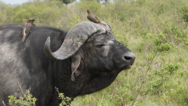 Kırmızı gagalı bir öküzkakan, bir Afrika bufalosunun eğri boynuzlarına güvenle tünemektedir. Bu görüntü, iki tür arasındaki iyi bilinen simbiyotik ilişkiyi yakalar, burada kuş parazitlerle beslenirken bufalo rahatlar..