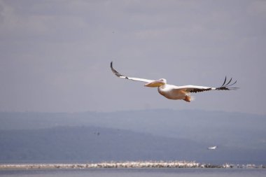 Bir pelikan kanatları tamamen genişlemiş, etkileyici kanat açıklığı ve tüy detaylarını gözler önüne seriyor. Bu davranış, genellikle sulak alanlarda veya kıyı ortamlarında gözlemlenen, kuruma, gösterme veya uçuş hazırlıklarına işaret edebilir..