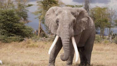 Afrika 'nın en büyüklerinden biri olan görkemli bir boğa fili Amboseli Ulusal Parkı' nda gururla duruyor. Devasa boyutları ve uzun dişleriyle bilinen bu fil, Afrika vahşi hayatının gücünü ve ihtişamını sembolize ediyor..