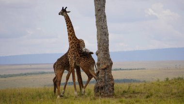 İki erkek zürafa, uzun boyunlarını sarmaş dolaş olarak bilinen bir ritüelde kullanırlar. Çarpık duruşları ve sallanan hareketleri Afrika savanasında vahşi zürafa davranışlarında görülen doğal bir savaş gösterisinin bir parçasıdır..