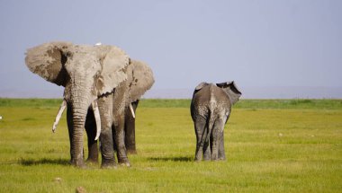 Açık düzlüklerde üç Afrika fili birbirine yakın duruyor. Üçüncüsü yüzünü kameraya doğru çevirirken, bu barışçıl vahşi yaşam sahnesinde görsel olarak çarpıcı bir farkındalık ve kopukluk yaratıyor..