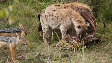 İki siyah sırtlı çakal, Afrika savanasında taze bir avdan beslenen bir çift sırtlanı izlerken tetikte bekliyor. Görüntü, leşçi hiyerarşisini vurguluyor. Çakalların temkinli davranışlarını gösteriyor..