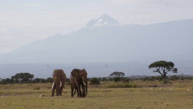 Kilimanjaro Dağı 'nın engebeli ikinci zirvesi olan Mawenzi ile birlikte açık ovalarda yürüyen iki Afrika fili, arka planda dramatik bir şekilde yükseliyor. Bu güçlü kompozisyon, Doğu Afrika 'nın vahşi yaşam ve manzarasının ölçeklerini ve görkemini yansıtıyor..