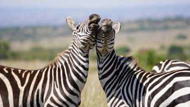 İki erkek ovası zebra, muhtemelen baskın olma ya da çiftleşme hakkı rekabetinin bir parçası olarak güç testi gösterisine girişir. Kafalarını kaldırmaları, ısırmaları ve fiziksel gerilimleri Afrika ovalarında ham enerji ve sosyal hiyerarşiyi gösteriyor..