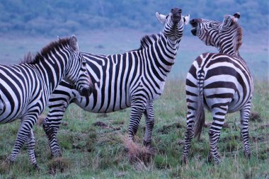 Bir çift ova zebra, Afrika bozkırlarında yüz yüze iletişim kurmak için birbirlerine yakın duruyorlar. Vücut dilleri ve yakınlıkları, bir zebra sürüsü içindeki karmaşık ilişkileri vurguluyor..