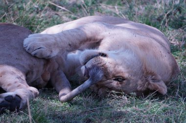 Vahşi yaşam görüntüleri iki genç aslanın Afrika savanasında birlikte dinlendiğini gösteriyor. Sakin tavırları ve yakınlıkları doğal bağ davranışlarını ortaya koyuyor. Aslan astları ya da kardeşler, gurur hiyerarşisinde yetişkinliğe hazırlanıyorlar..