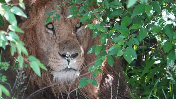 Bir aslan aşağıda ve kısmen yoğun çalılıklarda saklanır, gözleri tetikte ve vücudu bitki örtüsüyle kamufle olur. Bu davranış vahşi Afrika bozkırlarındaki en büyük yırtıcının gizlilik ve sabrını yansıtır..
