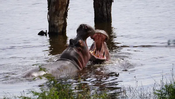 İki su aygırının çarpıcı bir yan görüntüsü. İkisi de büyük çeneleri açık bir şekilde bölgesel bir kavgaya giriştiler. Sahne, Afrika 'nın en tehlikeli hayvanlarından birinin ham gücünü ve saldırganlığını yakalıyor..