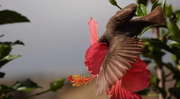 Uçuşun ortasında çiçek açan bir çiçeğe yaklaşırken yakalanan bir güneş kuşu. Görüntü, tropikal bir çiçeğin canlı yaprakları tarafından çerçevelenmiş bu küçük polen taşıyıcının çevikliğini ve güzelliğini vurguluyor..