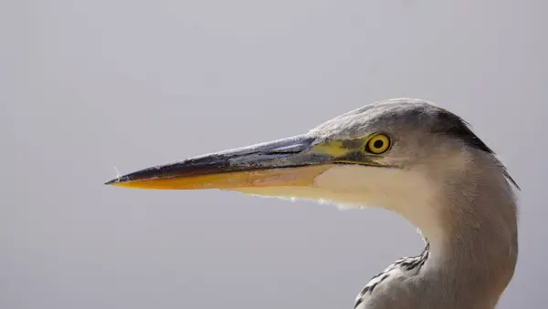 Balıkçıl balığının keskin, sivri gagasının yakından çekimi. Balık ve amfibyumların hassas avlanması için uyarlanmıştır. Bu çarpıcı detay, balıkçıl rolünün sulak arazi ekosistemlerinde yetenekli bir yırtıcı olduğunu vurgular..