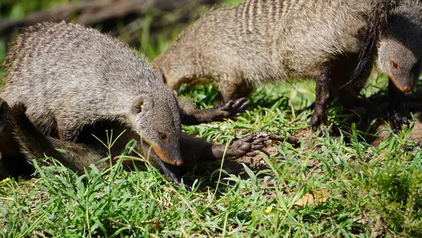 Şeritli bir firavun faresinin ayaklarının detaylı bir yakın çekimi. Pençelerini ve pati yapısını kazma ve yiyecek arama için uyarlanmış olarak gösteriyor. Bu sosyal Afrika memelisine eşsiz bir anatomik bakış açısı.