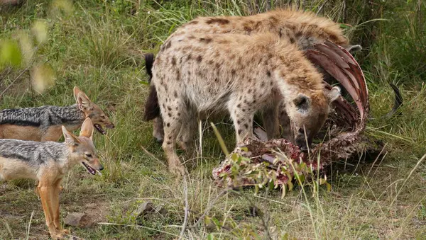 İki siyah sırtlı çakal, Afrika savanasında taze bir avdan beslenen bir çift sırtlanı izlerken tetikte bekliyor. Görüntü, leşçi hiyerarşisini vurguluyor. Çakalların temkinli davranışlarını gösteriyor..