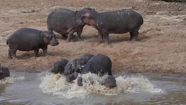 Dinamik vahşi yaşam görüntüleri, bir grup su aygırının ürkmüş ya da paniğe kapılmış bir şekilde aceleyle suya çekildiğini gösteriyor. Tipik hipopotam davranışlarından ani hareket ve aciliyet ayrılması bölgesel gerginliği ya da yaklaşan tehdidi akla getiriyor..