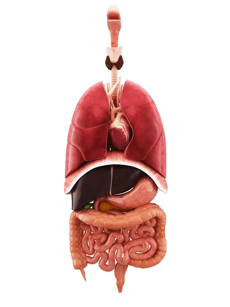 İnsan anatomisi sindirim sistemi insan kalbi, ağız dahil. Diğer organlar. 