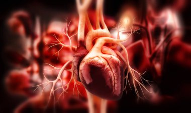 Bir insan kalbinin 3 boyutlu çizimi