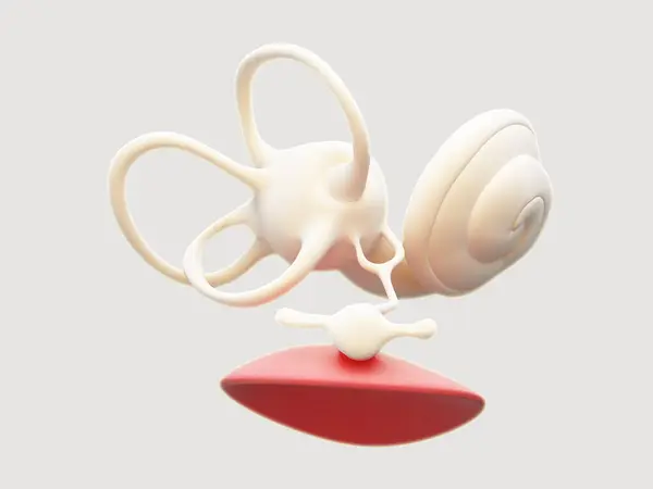 İç kulak yapısının 3 boyutlu çizimi