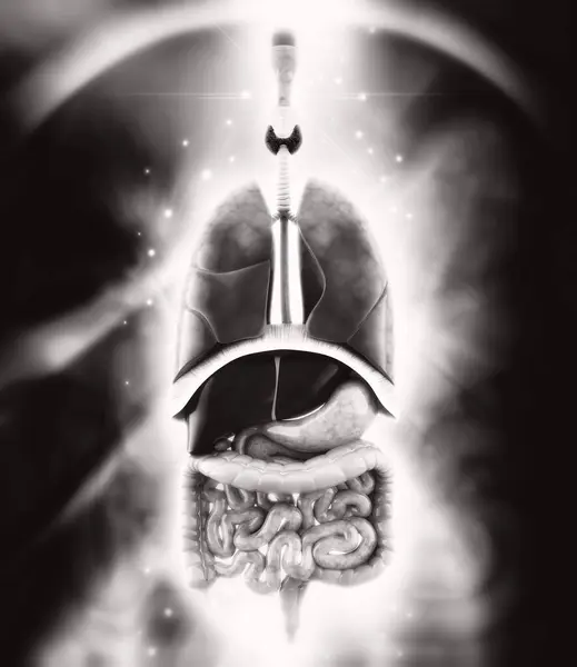 Bir insan akciğerinin 3 boyutlu çizimi 