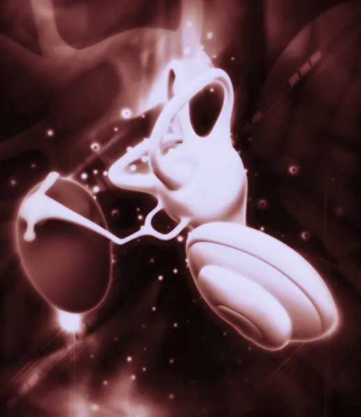 İç kulak yapısının 3 boyutlu çizimi