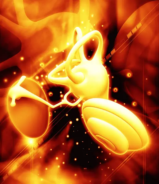 İç kulak yapısının 3 boyutlu çizimi