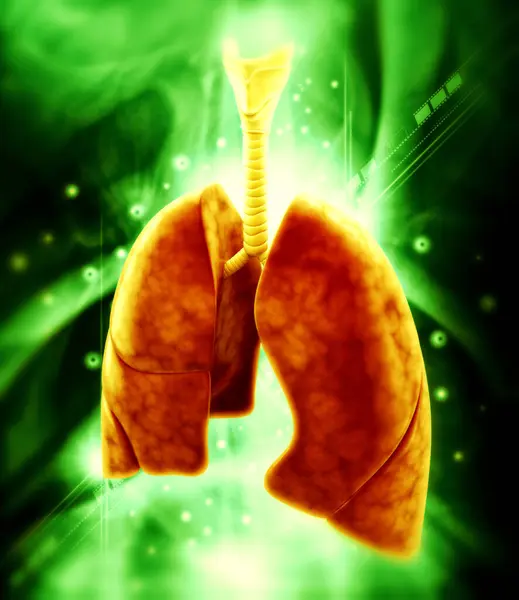 Bir insan akciğerinin 3 boyutlu çizimi 