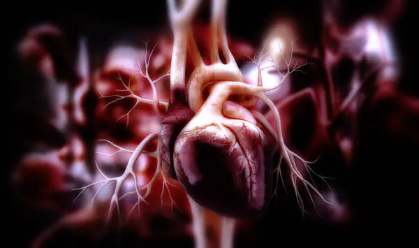 Bir insan kalbinin 3 boyutlu çizimi