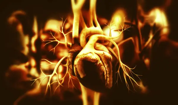 Bir insan kalbinin 3 boyutlu çizimi