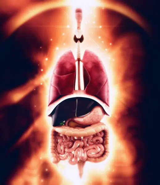 İnsan anatomisi sindirim sistemi insan kalbi, ağız dahil. Diğer organlar. 