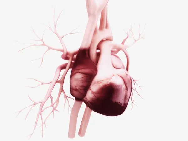 Bir insan kalbinin 3 boyutlu çizimi