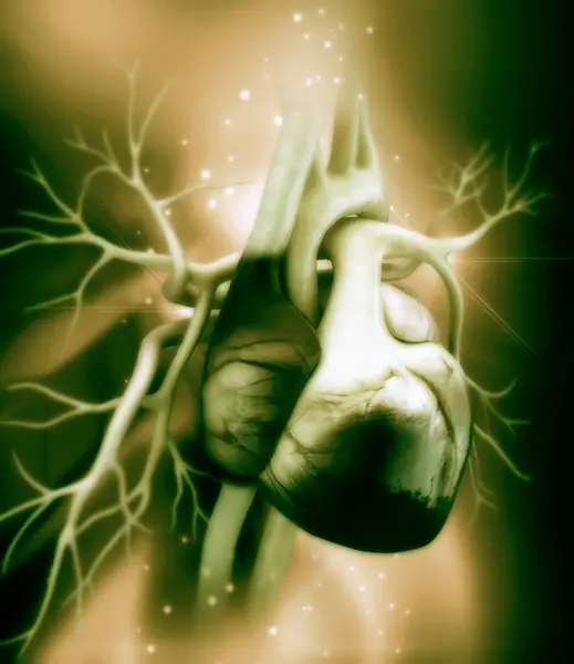 Bir insan kalbinin 3 boyutlu çizimi