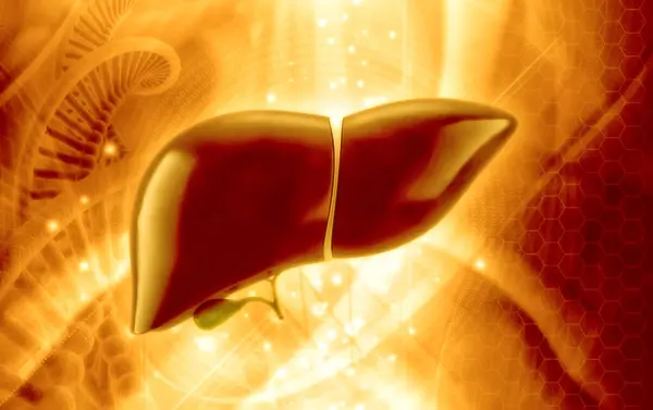 Bir insan karaciğerinin 3 boyutlu çizimi 