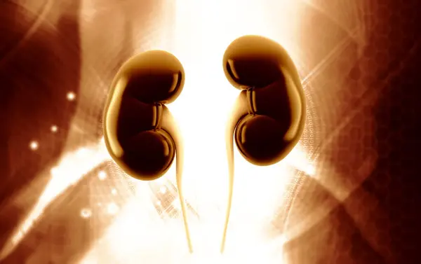 Böbreğin 3D çizimi