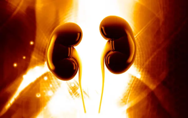 Böbreğin 3D çizimi