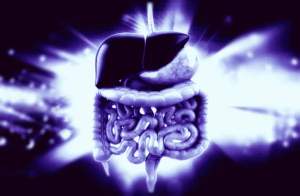 İnsan anatomisi sindirim sistemi insan kalbi, ağız dahil. Diğer organlar. 