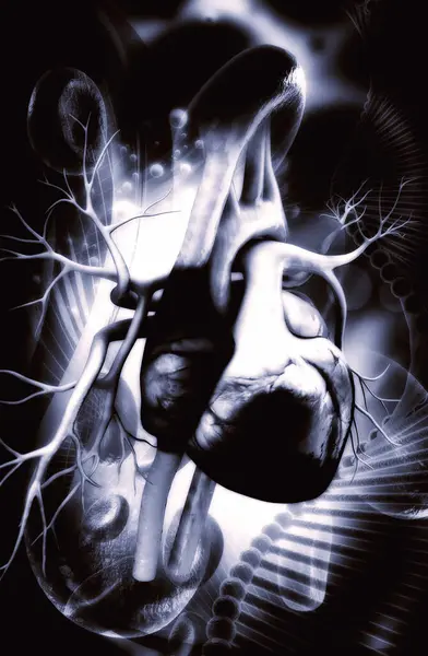 Bir insan kalbinin 3 boyutlu çizimi