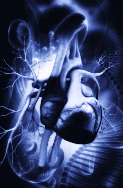 Bir insan kalbinin 3 boyutlu çizimi