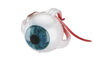 3D İnsan Gözü Yapısı 