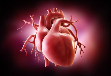 Bir insan kalbinin 3 boyutlu çizimi