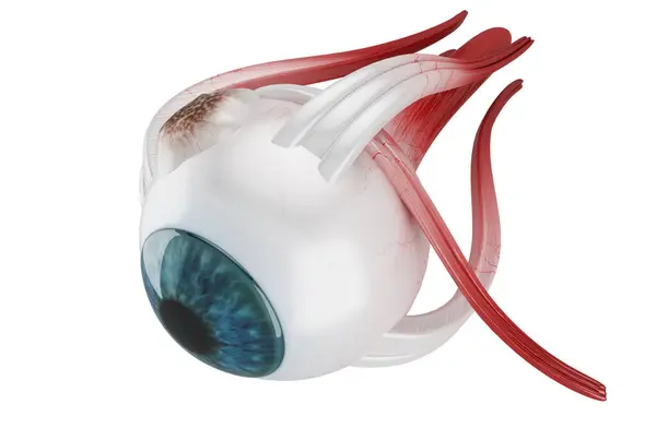 3D İnsan Gözü Yapısı 