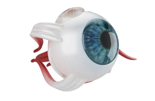 3D İnsan Gözü Yapısı 