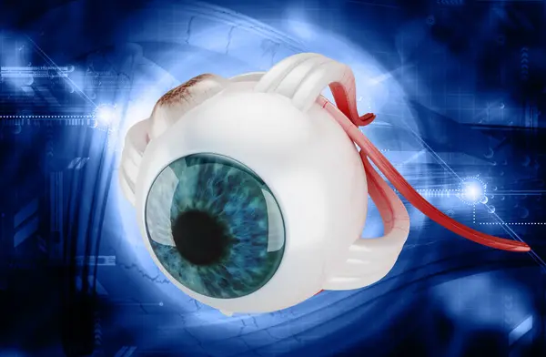 3D İnsan Gözü Yapısı 